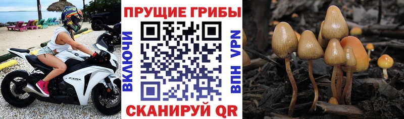 Купить закладки  Мамоново  Галлюциногенные грибы Psilocybine cubensis 